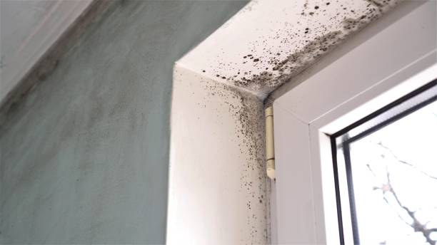 Best Home Mold Removal  in Farmington, IL