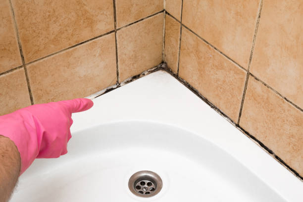 Best Black Mold Removal  in Farmington, IL